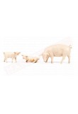Fontanini famiglia maiali con scrofa in piedi maialino in piedi e maialino sdaiato adatto per presepi cm 19