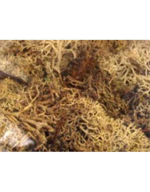 Lichene giallo busta da 100 gr accessori per presepe