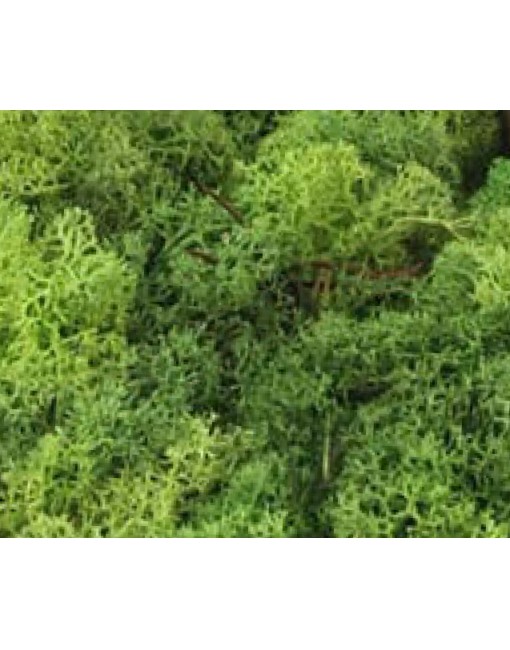 Lichene verde busta da 100 gr accessori per presepe