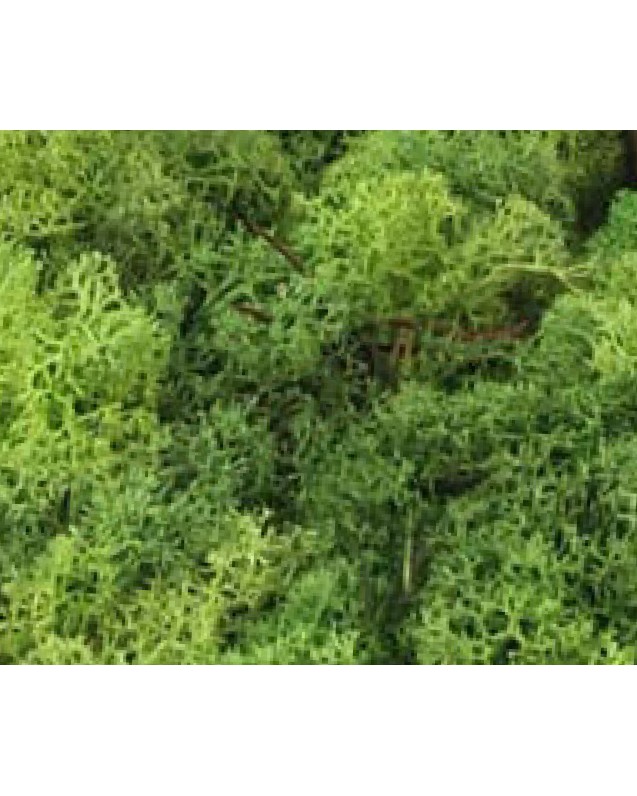 Lichene verde busta da 100 gr accessori per presepe